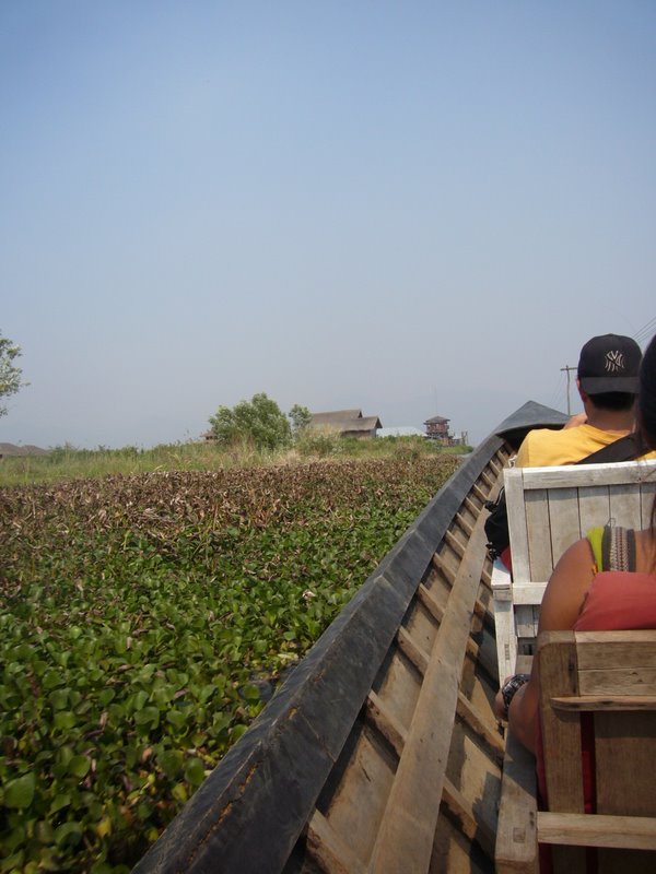 Through reed-covered canals